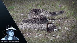 Eastern Diamondback Rattlesnake Stalking 03