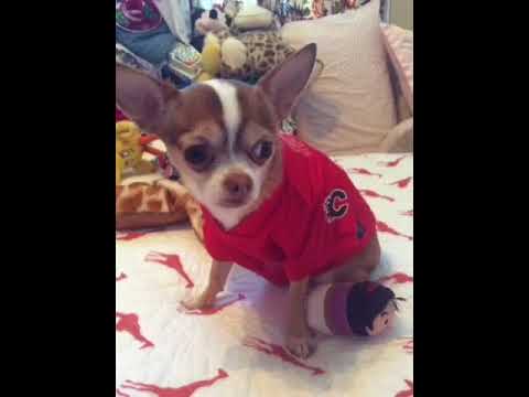 choco macho talking chihuahua