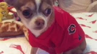 choco macho talking chihuahua