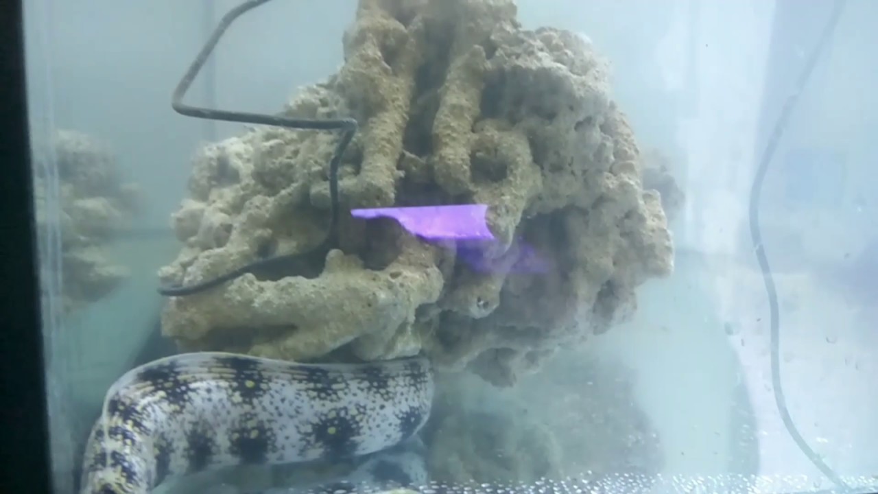 Morena,  copo de nieve.