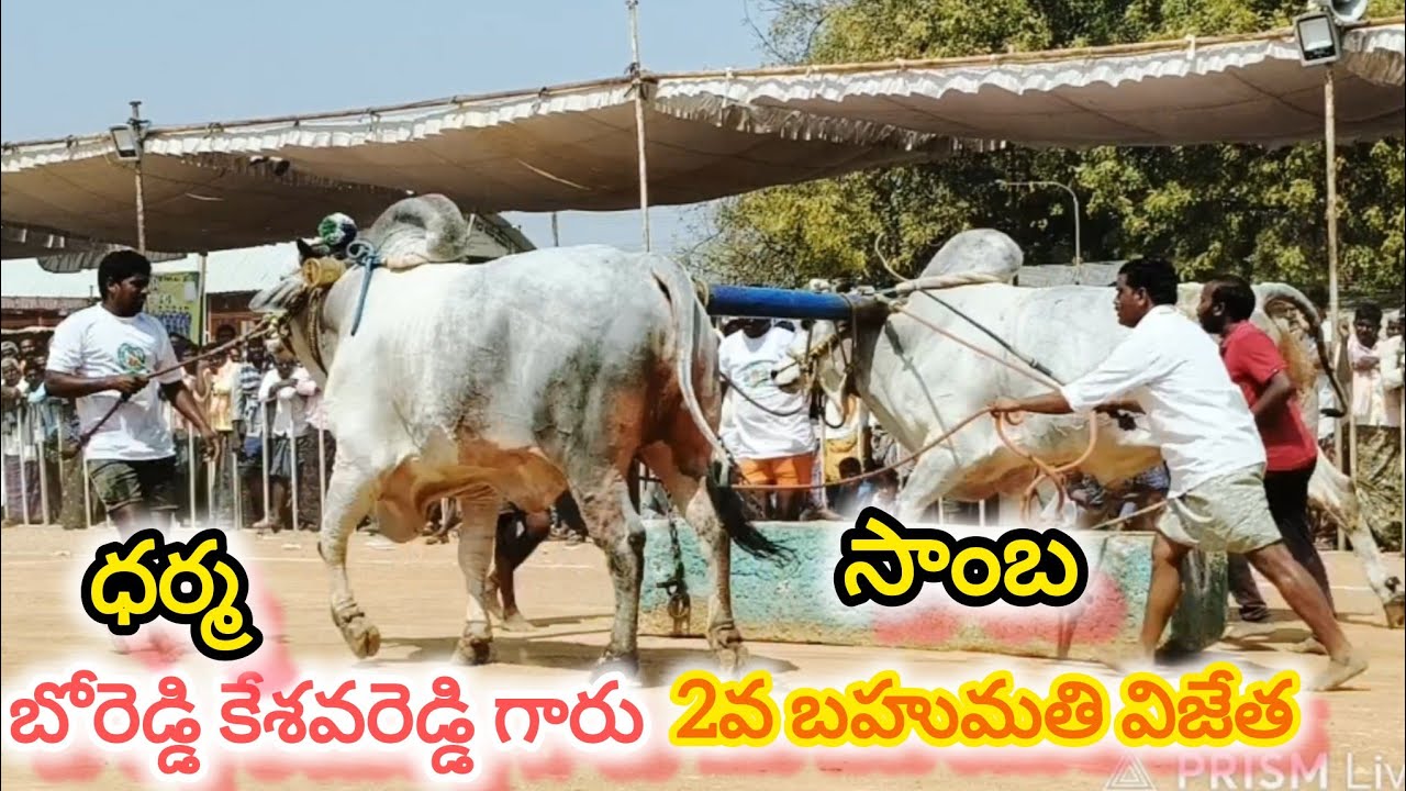 అయిజ సీనియర్స్ విభాగం 6వ జత. బో రెడ్డి కేశవరెడ్డి గారు. సాంబ & ధర్మ .