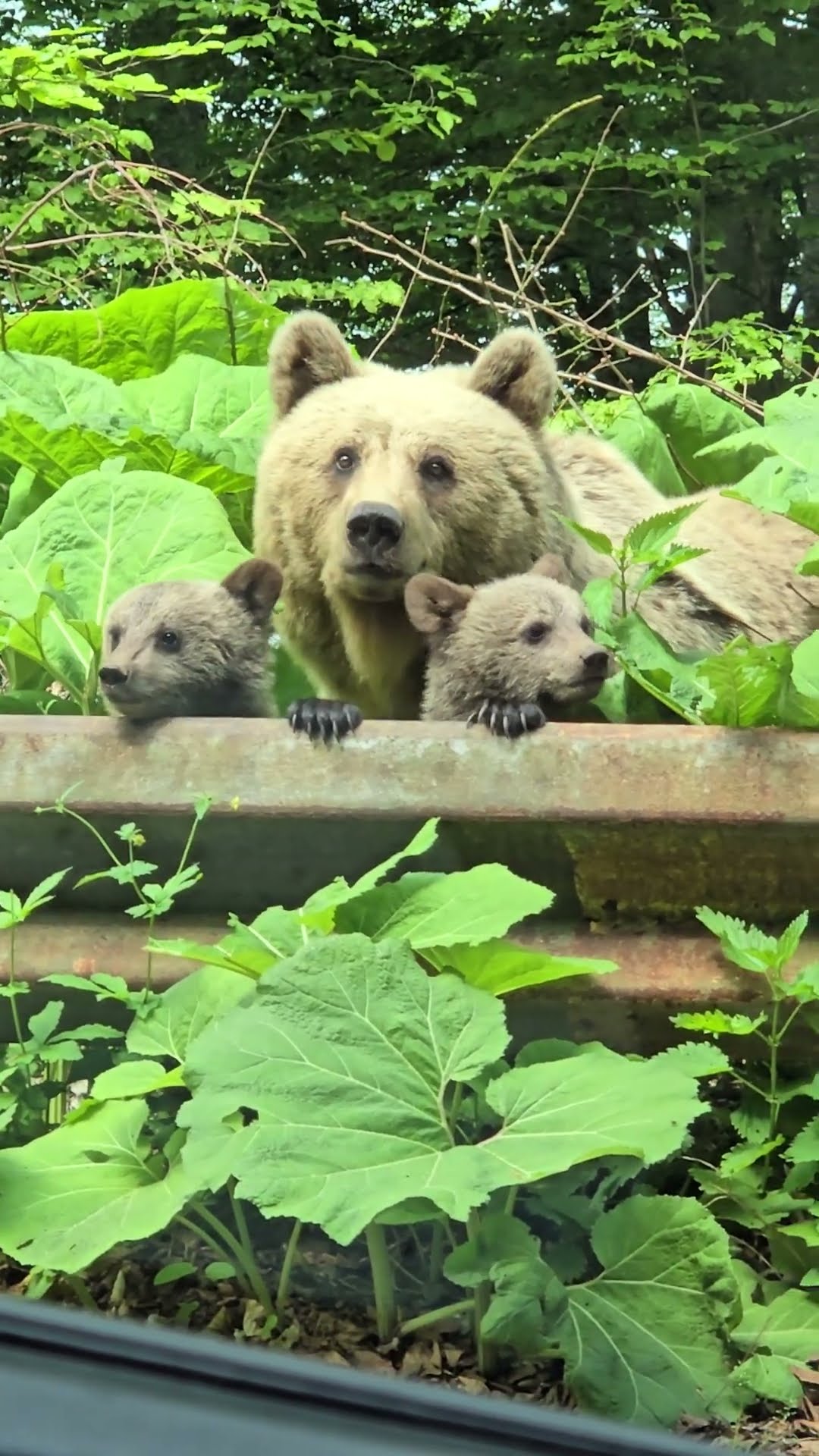Momma Bear and Two Cubs Spotted by Road || ViralHog