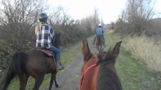 Training on the Trail with JediHorsemanship by David Lewis 457 views 10 years ago 2 minutes, 49 seconds