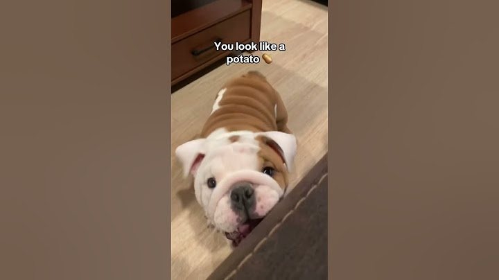 Dogs can understand what you are saying