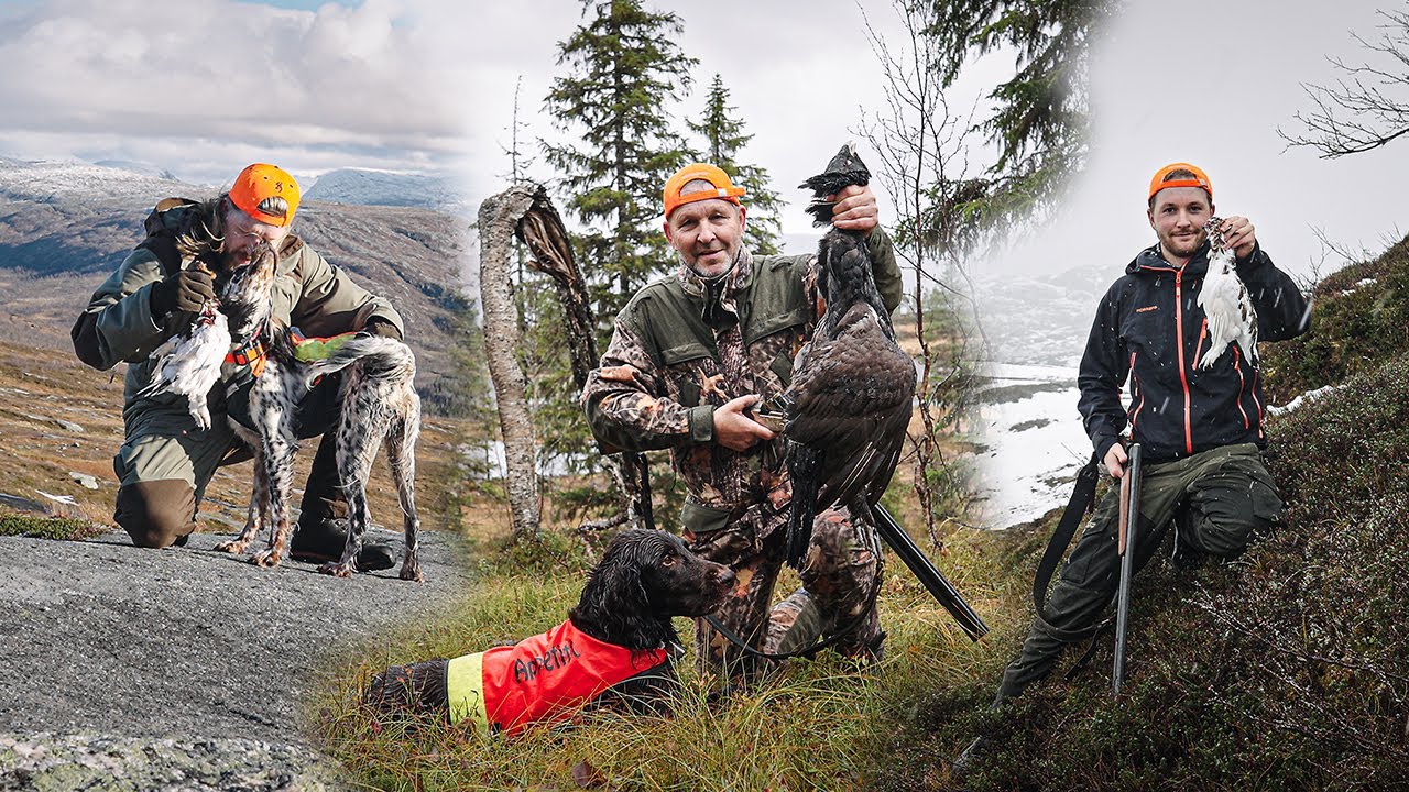 Jaktuka I - Rypejakt og skogsfugljakt i Nordland