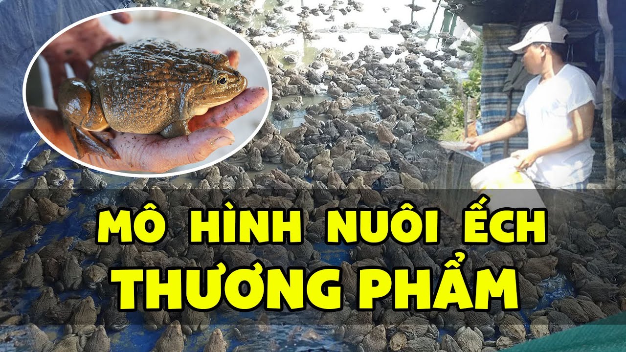 Cách Nuôi Ếch Thương Phẩm, Cho Ếch Ăn, kỹ thuật Nuôi Ếch | Trại Ếch ...
