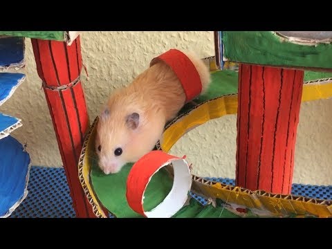 funny-hamster-jerry-running-maze-with-bridge