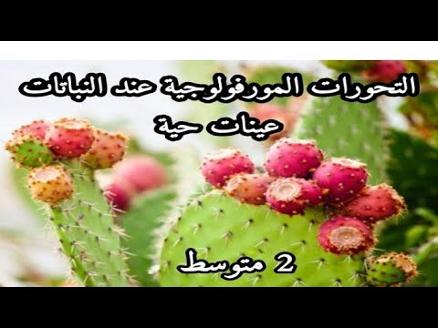 التحورات المورفولوجية عند النباتات عينات حية ثانية متوسط