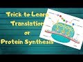 Translation or Protein Synthesis in 5 minutes