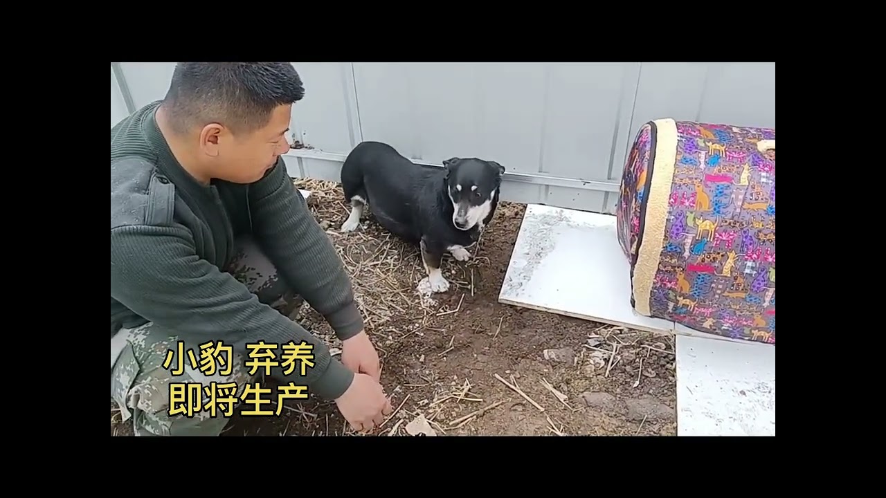 今日在大院的小小宝及待产妈妈 。小豹、三公主 Dog rescue in China 20220404 YouTube