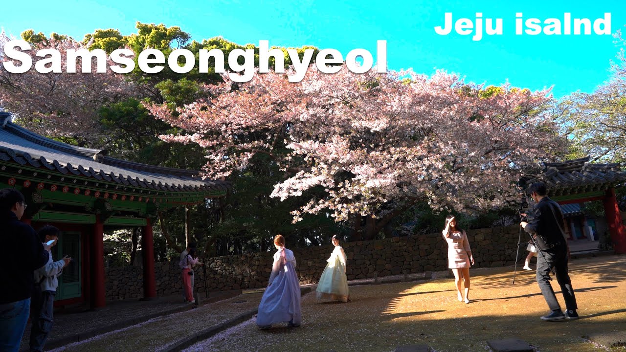 Korea - Cherry blossoms in full bloom in Jeju Island | Samseonghyeol - 4K HDR