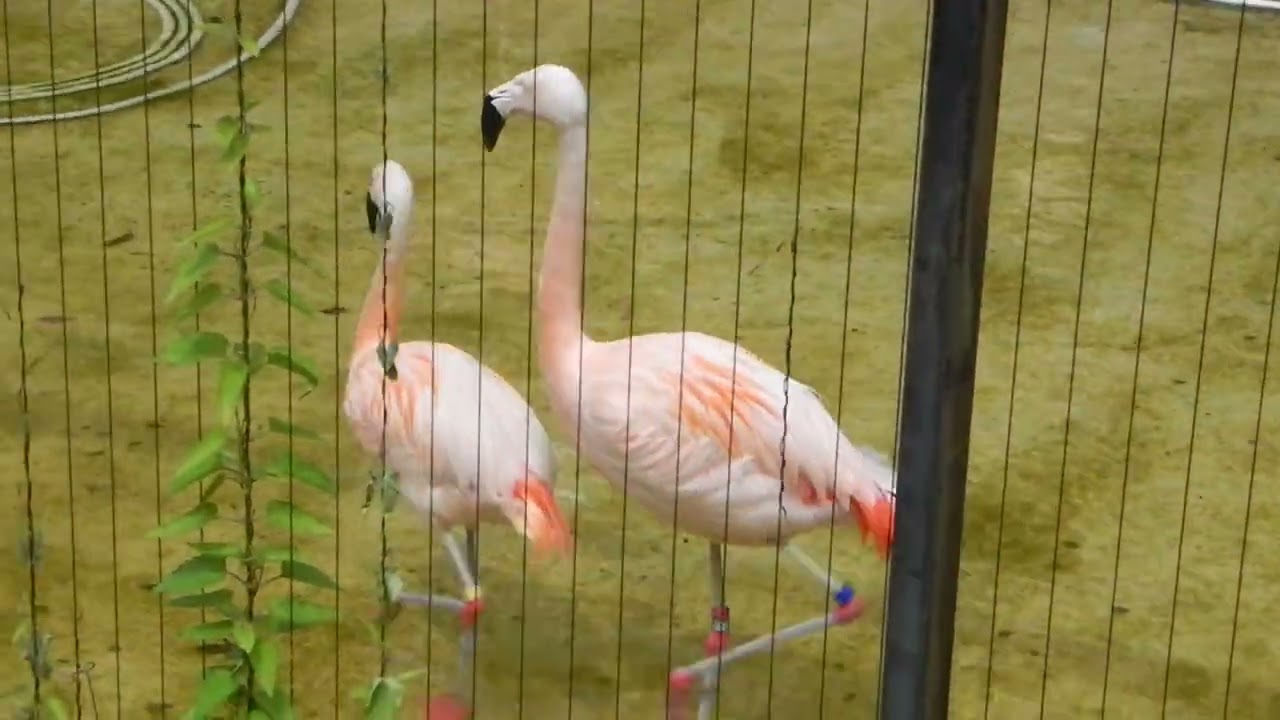 Pink flamingo. Фламинго. Фламінго.