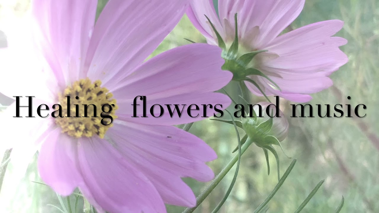 ピンクのコスモスの花言葉 乙女の純潔 癒しの花と音楽 Youtube