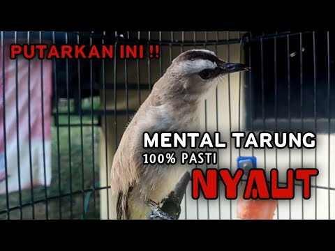 Putarkan Ini !! Trucukan Mental Tarung 100% Pasti Nyaut Dengar Suara Trucukan Gacor Ini || TERBUKTI