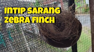 ZEBRA FINCH NESTING!!! ARE THERE ANY EGGS?