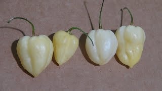 ⟹ Bhut Jolokia White Pepper | Capsicum chinense | Pod Review