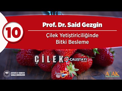 Video: Çilek Aroması Nedir – Aromas Çilek Bitki ve Bakım Rehberi