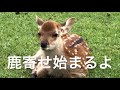 Nara Japan 奈良公園飛火野て、外国人家族が鹿寄せを楽しむ。ゲスト3人のプライベート鹿寄せ。