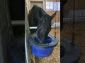 ユーバーレーベンのもぐもぐタイム【11月27日はジャパンカップ】#ゴールドシップ