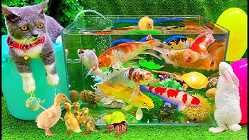 Vịt Con Cá Vàng Bơi, Bắt Các Con Vật Dễ Thương, Mèo Dễ Thương, Rùa Và Thỏ, Hồ Cá Koi, Cá Trê, Cua
