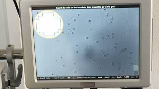 四分子解析システム Singer MSM400 でのTetrad dissection