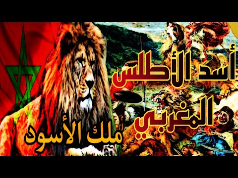 أسد الأطلس المغربي قصة ملك الأسود في المغرب