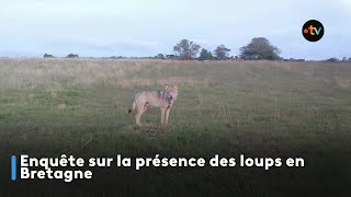 Investigating the Wolf's Presence in Brittany