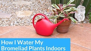 How I Water Bromeliads Growing Indoors / Joy Us Garden
