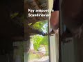 Key snapped in Scandinavian cylinder