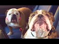 These Bulldog Siblings Are GUARANTEED TO MAKE YOU SMILE!