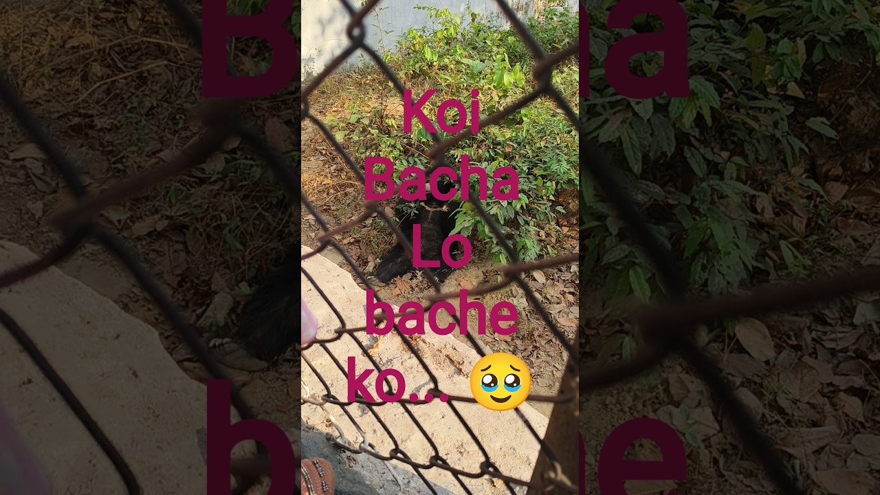 Bear Won’t Believe How Smart Bears Are