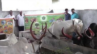 Indiancow Youtube
