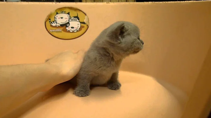 Video 11786821: british shorthair kittens