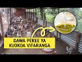 DAWA MAALUMU YA KUOKOA VIFARANGA WADOGO WASIFE HARAKA
