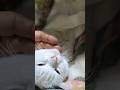 秋ちゃん#猫の毛#ここ気持ちがいい#26.4.10