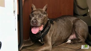 One Last Road Trip for Bluey | Pit Bulls and Parolees
