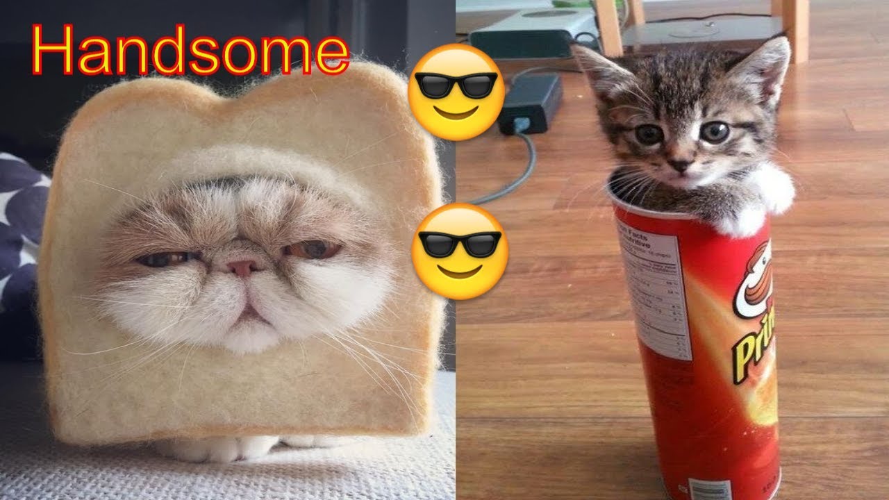 Cute AND Funny CATS PICTURE Part 2 