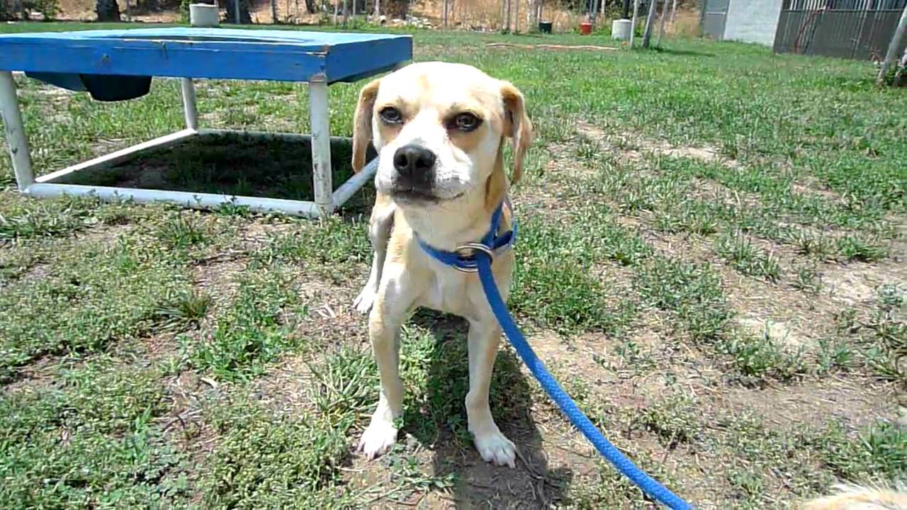 robert cabral prong collar Brutus A1122460 Bound Angels Shelter Angel Video