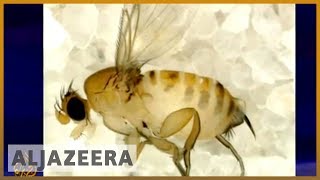 Us Bees Under Threat From Zombie Parasite