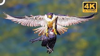FALCON VS. EAGLE! WHO IS THE TRUE MASTER OF THE SKY? | Wildlife Documentary | 4K Animal Documentary
