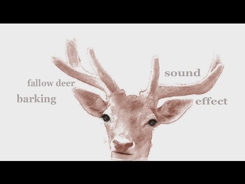 The Animal Sounds: Fallow Deer Barking / Sound Effect / Animation