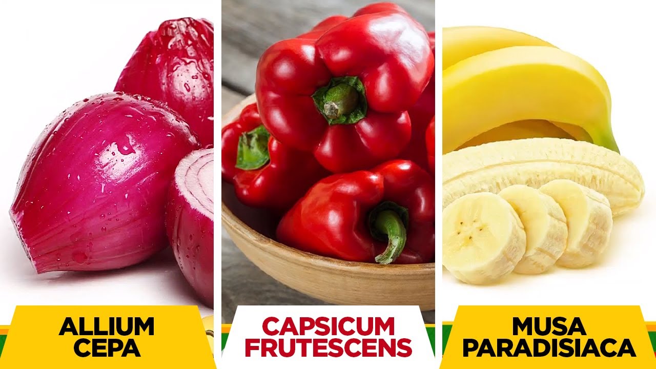 Scientific Name of Fruit  Vegetable  Learn Fruit  Vegetable Names with picture educational video