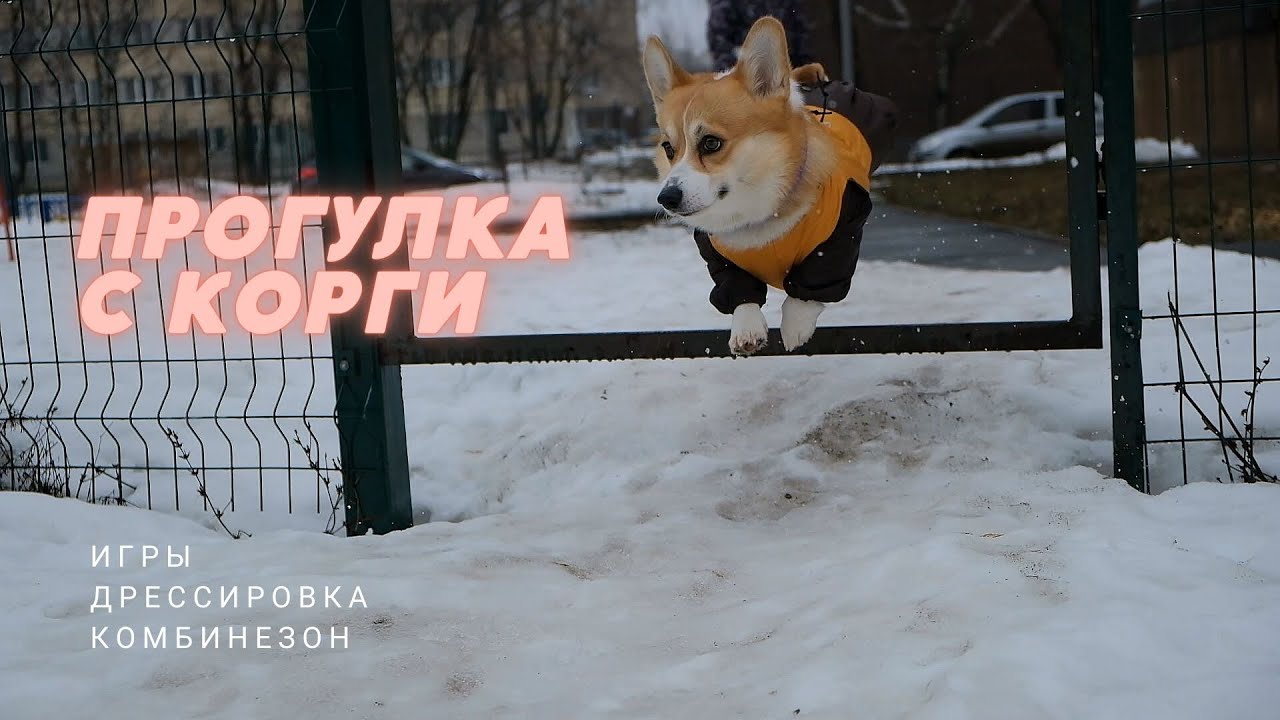 Прогулка с корги, дрессировка, пулер - YouTube