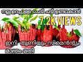 തുണി  കൊണ്ട് നല്ല ഉറപ്പുള്ള ചെടി ചട്ടി ഉണ്ടാക്കിയാലോ How to make ciment pot with cloth/Mubis diary