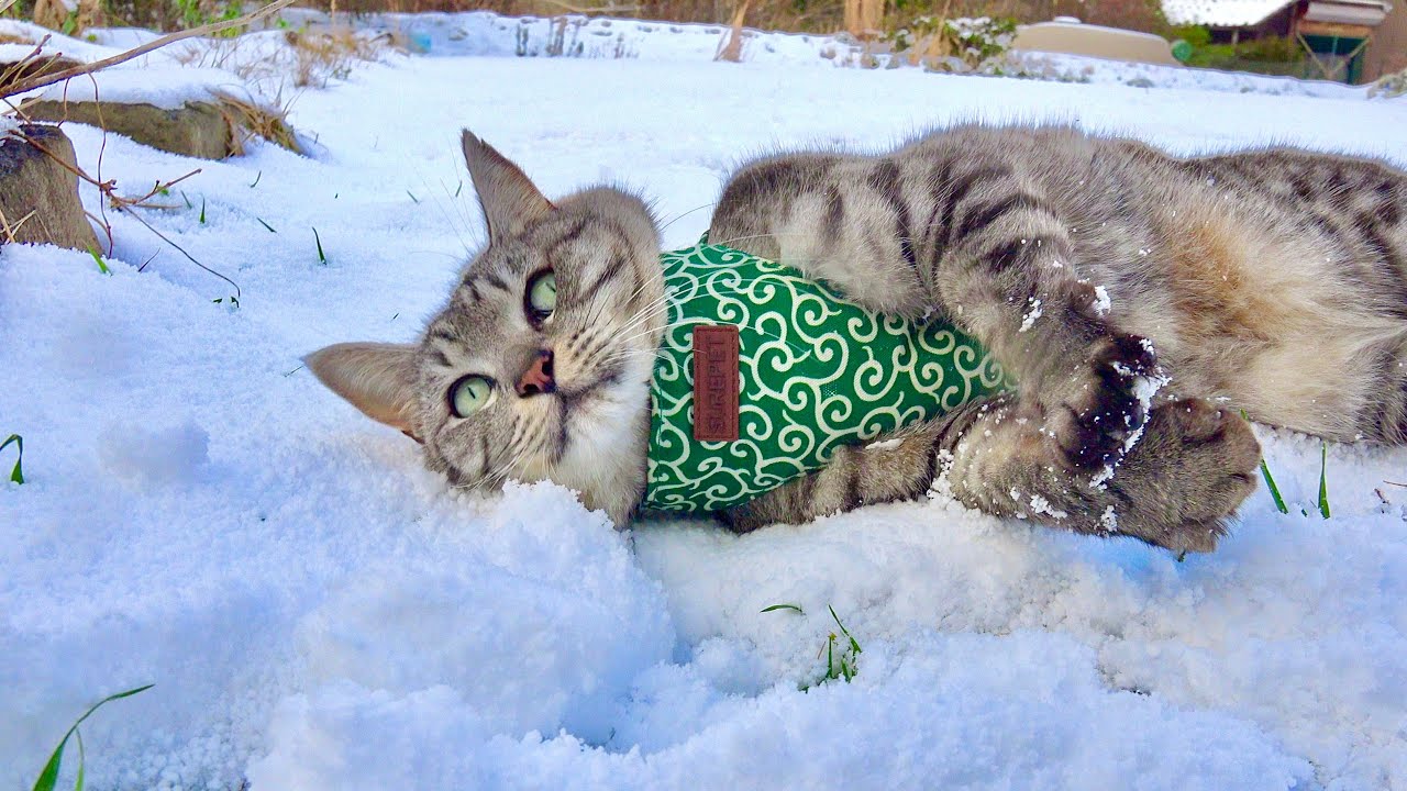 «Кошка выходит на улицу, не зная, что идет снег».