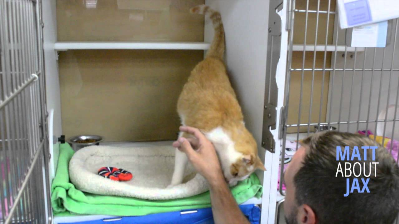 mainlander Watch MATT ABOUT JAX: Buzzy is the Pet of the Week