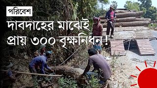 ২৫০ মিটার ড্রেন বানাতে কাটা হলো পাঁচ কিলোমিটার সড়কের গাছ | Tree Cutting | News | Prothom Alo