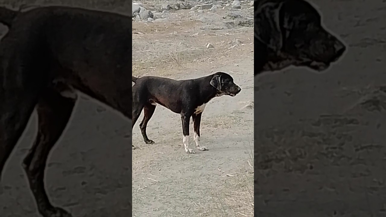 My Friend Dog Barking On My Dog 🐕😭 #viral #dogs #barkingdog