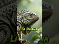 La iguana 🦎 #animals #animal #animalshorts #animalrescue #iguana