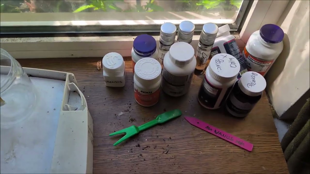 How to : Germinate banana seeds 2.0